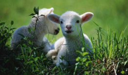 小羊吃瓜最新事件爆料,揭秘背后惊人真相